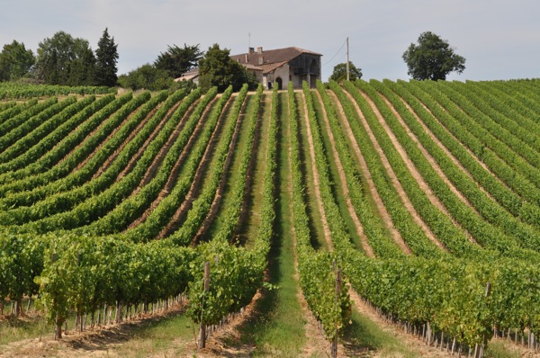buzet De retour!